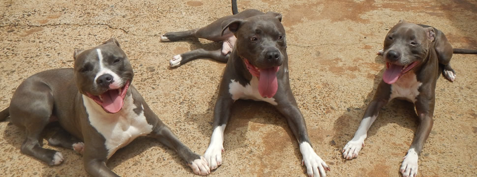 Contact – Solid K9 Training